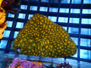 Leptastrea Crust Coral Orange small-Medium