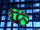 Blastomussa Rock