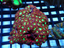 Blastomussa Merleti medium