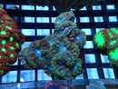 Blastomussa Rock