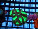 Blastomussa Rock