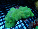 Amplexidiscus Fenestrafer Elephant Ear large