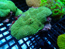 Amplexidiscus Fenestrafer Elephant Ear medium