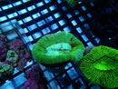 Trachyphyllia Geoffroyi Green