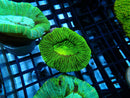 Trachyphyllia Geoffroyi Green