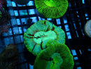 Trachyphyllia Geoffroyi Green