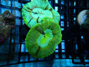 Trachyphyllia Geoffroyi Green