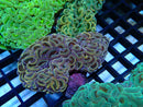 NT Hammer Ultra small
