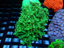 Goni small super green