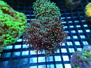 Monsoon Aquatics Frogspawn Frag