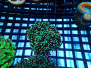 Monsoon Aquatics Frogspawn Frag