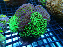 Monsoon Aquatics Branching Hammer Garden