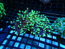 NT Green Tip Torch 2 heads