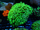 Green Branching Hammer 3 heads