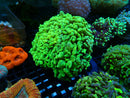 Green Branching Hammer 3 heads