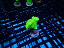 Toxic Green Candy Cane Frag
