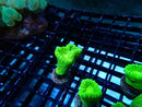 Toxic Green Candy Cane Frag
