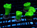 Toxic Green Candy Cane Frag