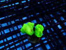 Toxic Green Candy Cane Frag