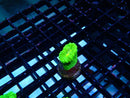 Toxic Green Candy Cane Frag