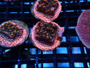 Ultra Encrusting Monti Frag