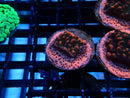Ultra Encrusting Monti Frag