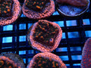 Ultra Encrusting Monti Frag
