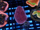 Montipora Frag Scrolling Rose