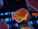 Montipora Frag Sunfire