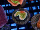 Montipora Frag Sunfire