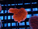 Montipora Frag Scrolling 2 tone