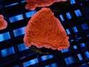 Montipora Frag Scrolling red