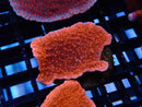 Montipora Frag Scrolling 2 tone