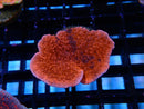 Montipora Frag Scrolling 2 tone