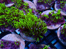 Ultra Bright GSP Frag