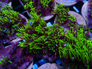 Ultra Bright GSP Frag