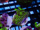 Ultra Bright GSP Frag