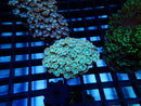 Ultra Alveopora small