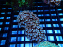 Ultra Alveopora small