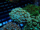 Ultra Alveopora small