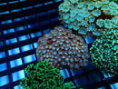 Ultra Alveopora small