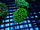 Alveopora small