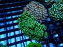 Alveopora small