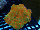 Montipora Ultra Encrusting Medium