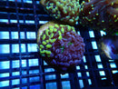 WA Frogspawn Garden mini size