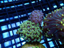 WA Frogspawn Garden mini size