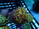 WA Frogspawn Gold small