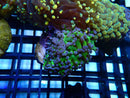 WA Frogspawn mini
