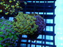 WA Frogspawn Garden mini size