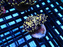 NT Orange Tip Dark Stem Torch (hard to find!)